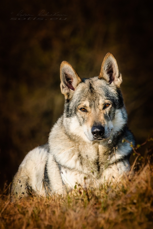 Alan - 10 let Alan - 10 let