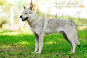 Falco Sotis
