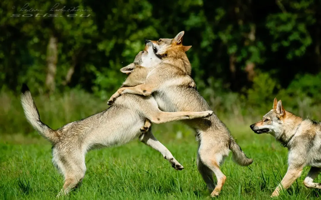 ČSV B&nbsp;Sotis je 11 let!