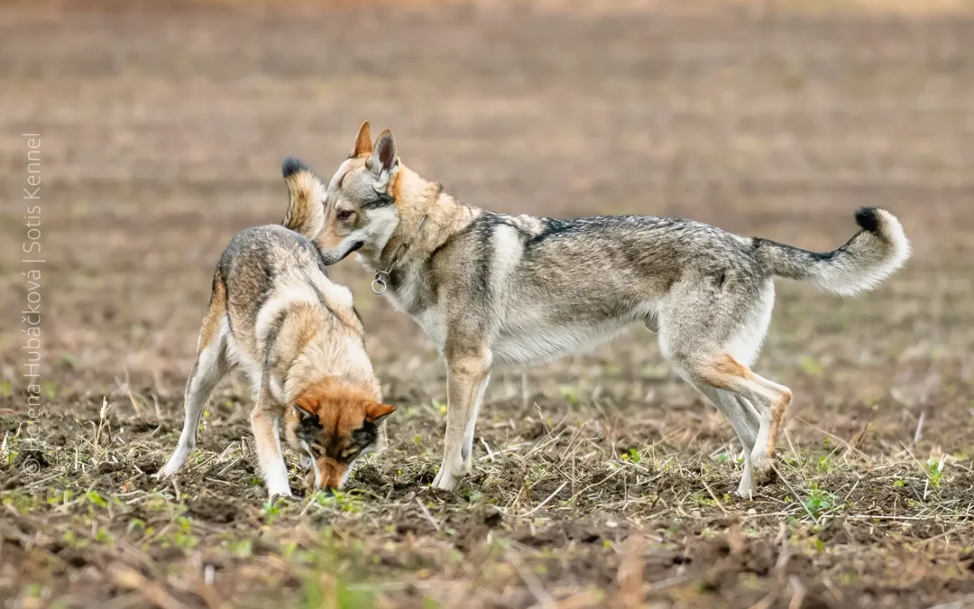 Pro zájemce o&nbsp;štěňátka