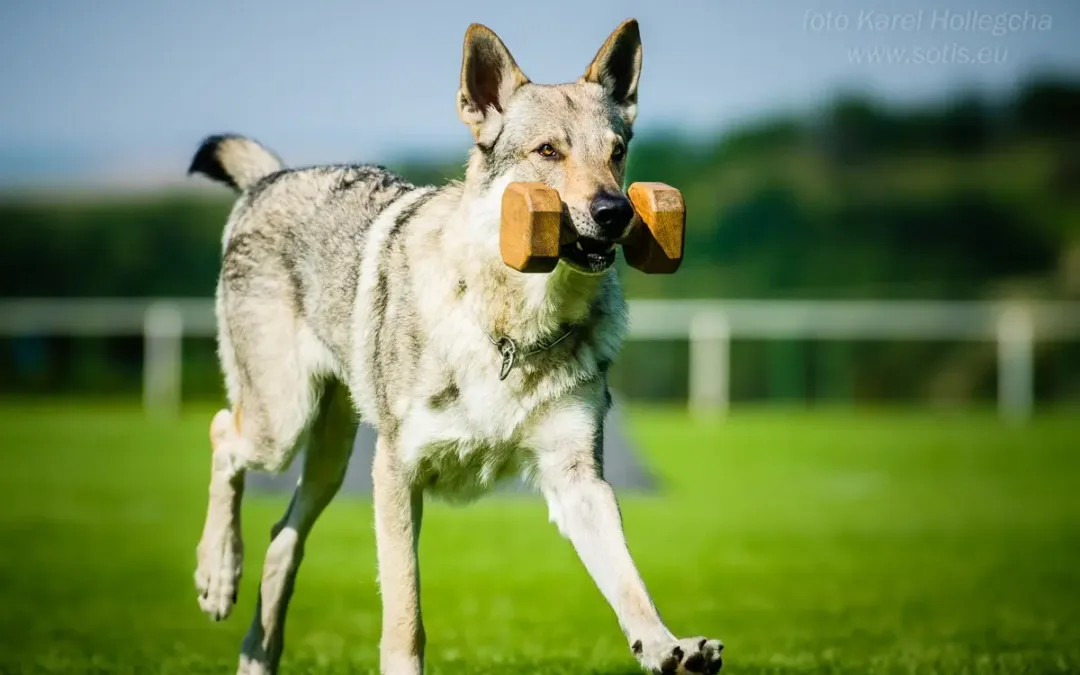 Zkoušky a&nbsp;soutěže