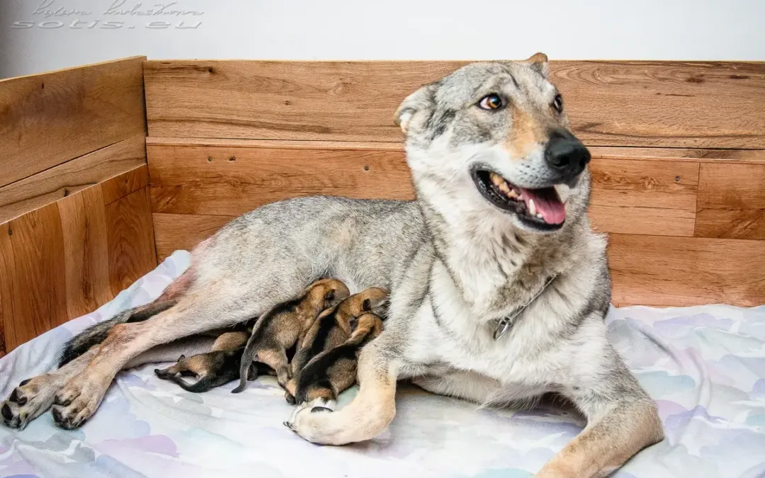 F&nbsp;Sotis – * 6.&nbsp;7.&nbsp;2011