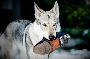 Československý vlčák Freya Sotis