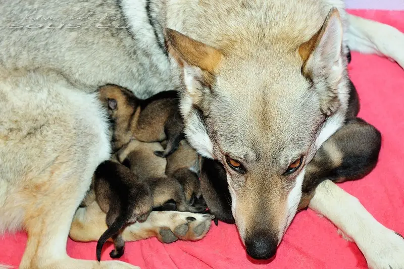 G&nbsp;Sotis – * 15.&nbsp;4.&nbsp;2012