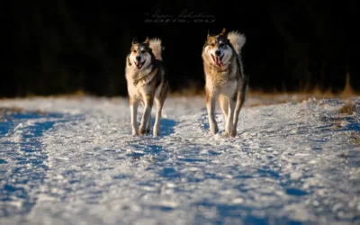 Attila a&nbsp;Alex slaví 11 let!