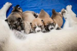 Asja, Amur, Aura a Altaj Sotis