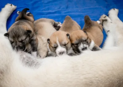 Asja, Amur, Aura a Altaj Sotis