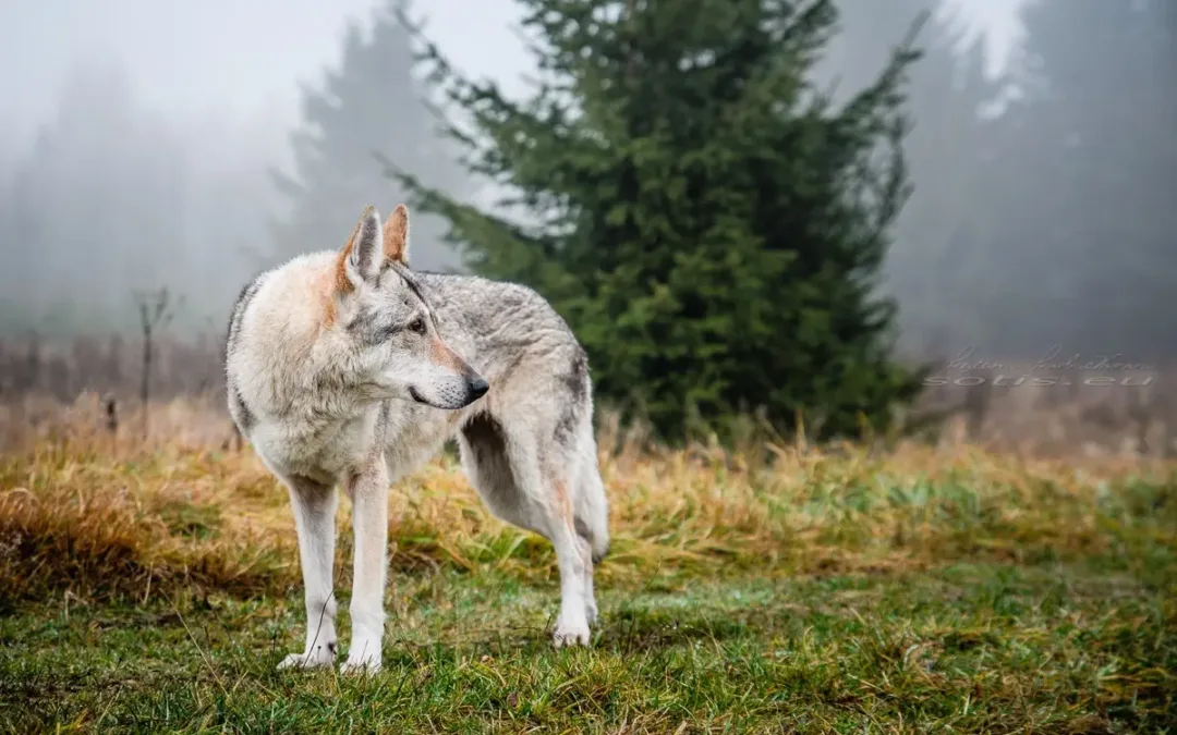 Areia&nbsp;Sotis ♀