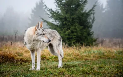 Areia&nbsp;Sotis ♀