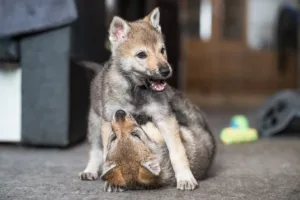 Gacrux a Gomeisa Sonata Carpathica