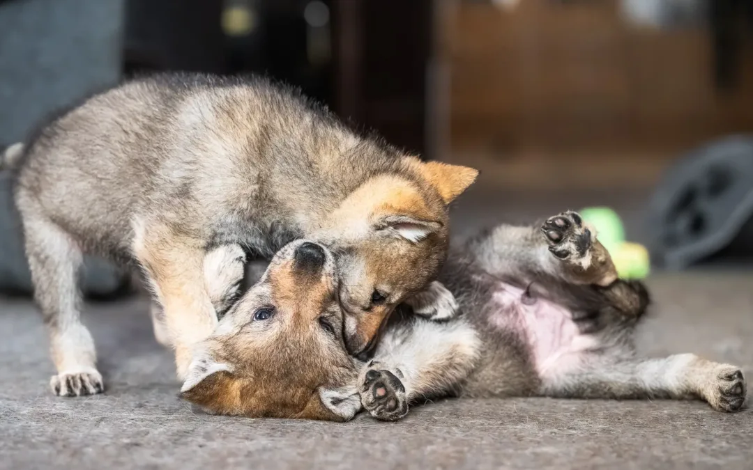 Gacrux a&nbsp;Gomeisa Sonata Carpathica