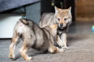 Gacrux a Gomeisa Sonata Carpathica