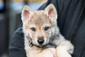 Štěně československého vlčáka – Gacrux Sonata Carpathica