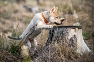 Gomeisa Sonata Carpathica