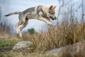 Gomeisa Sonata Carpathica