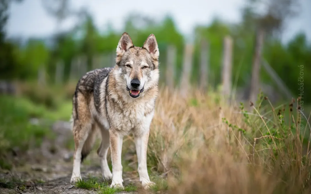 Griff&nbsp;Sotis ♂