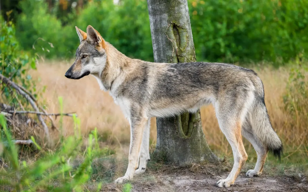 NVP Mladá Boleslav 20.&nbsp;7.&nbsp;2024