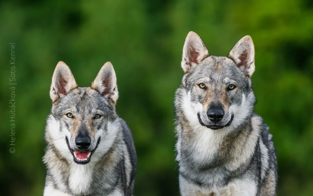 Krajská výstava Louny 22.&nbsp;9.&nbsp;2024