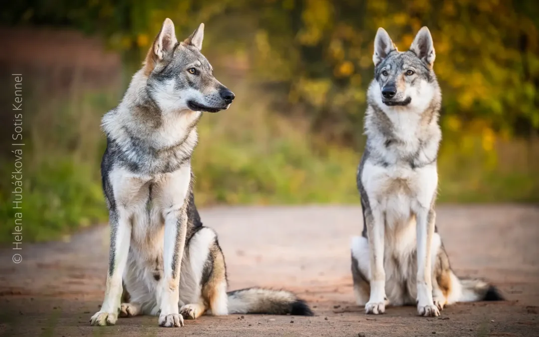 MVP České Budějovice 12.&nbsp;10.&nbsp;2024