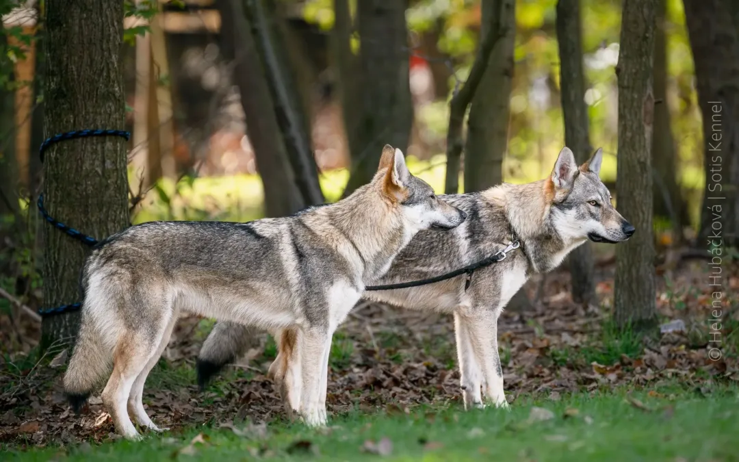 Svod a&nbsp;bonitace Horka nad Moravou 19.&nbsp;10.&nbsp;2024
