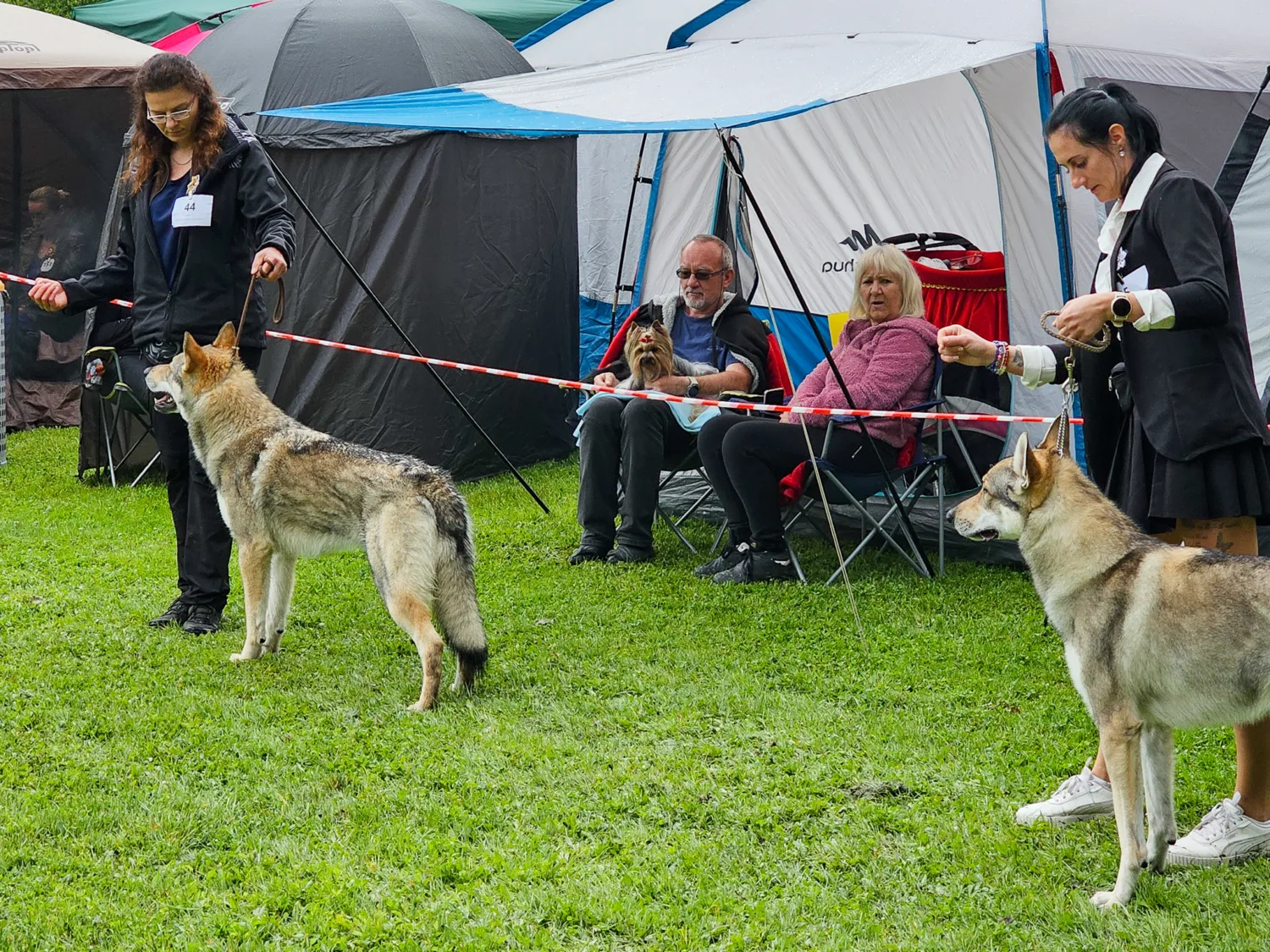 Gacrux Sonata Carpathica