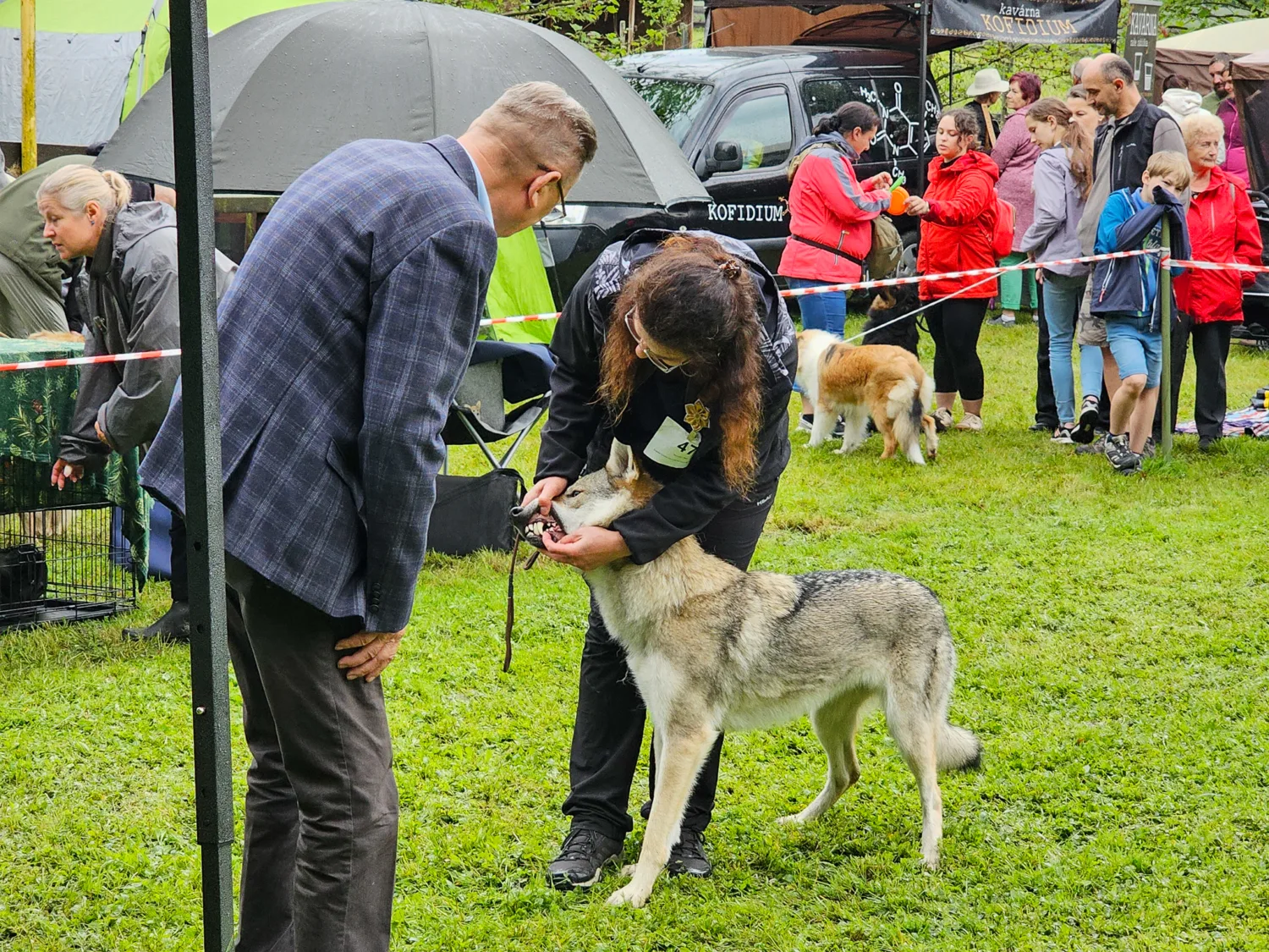 Gomeisa Sonata Carpathica