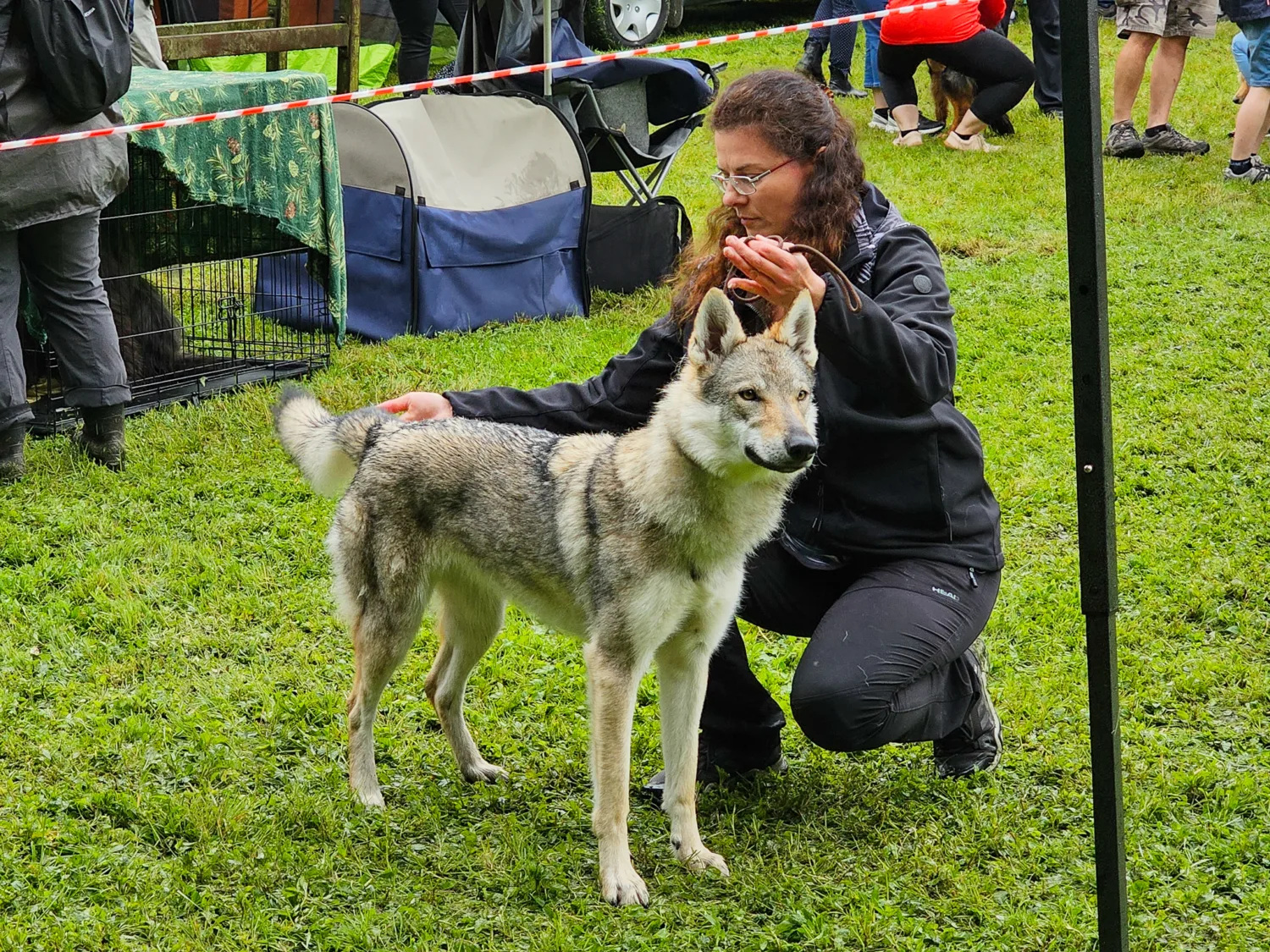 Gomeisa Sonata Carpathica