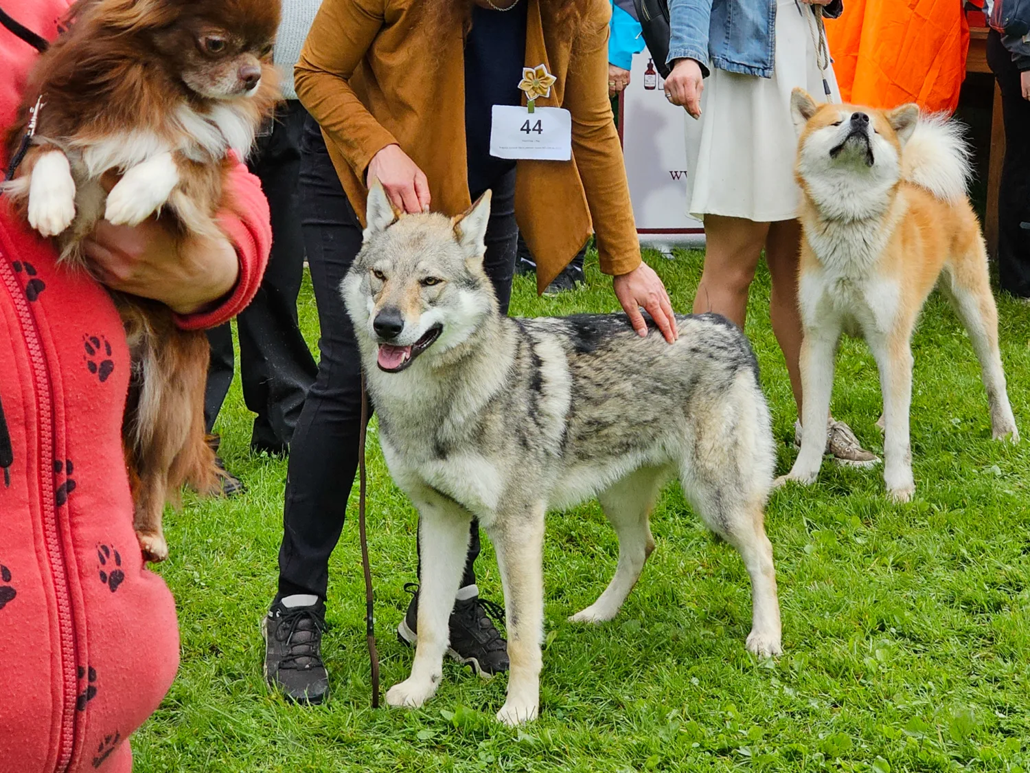 Gacrux Sonata Carpathica