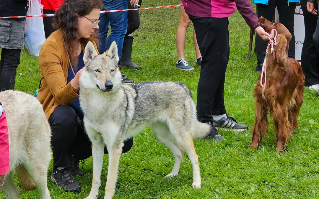 Krajská výstava psů Benátky nad Jizerou 8.&nbsp;6.&nbsp;2025
