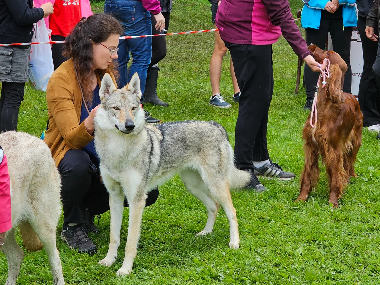 Gomeisa Sonata Carpathica