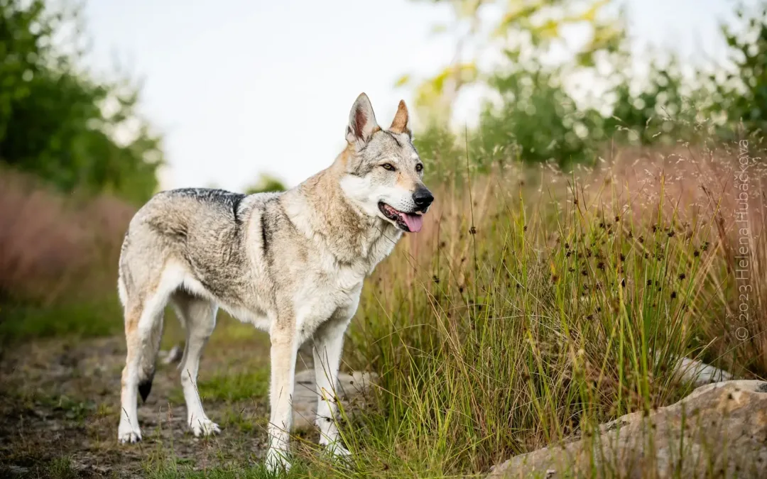 Freya&nbsp;Sotis ♀