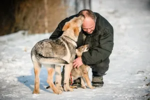 Štěňata československého vlčáka a člověk – Clif a Desire Sotis