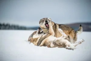 Československý vlčák – hra